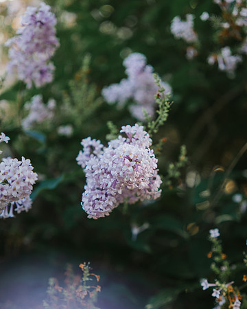 Bloom