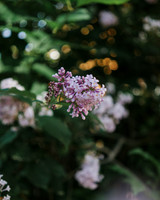 Twinkle